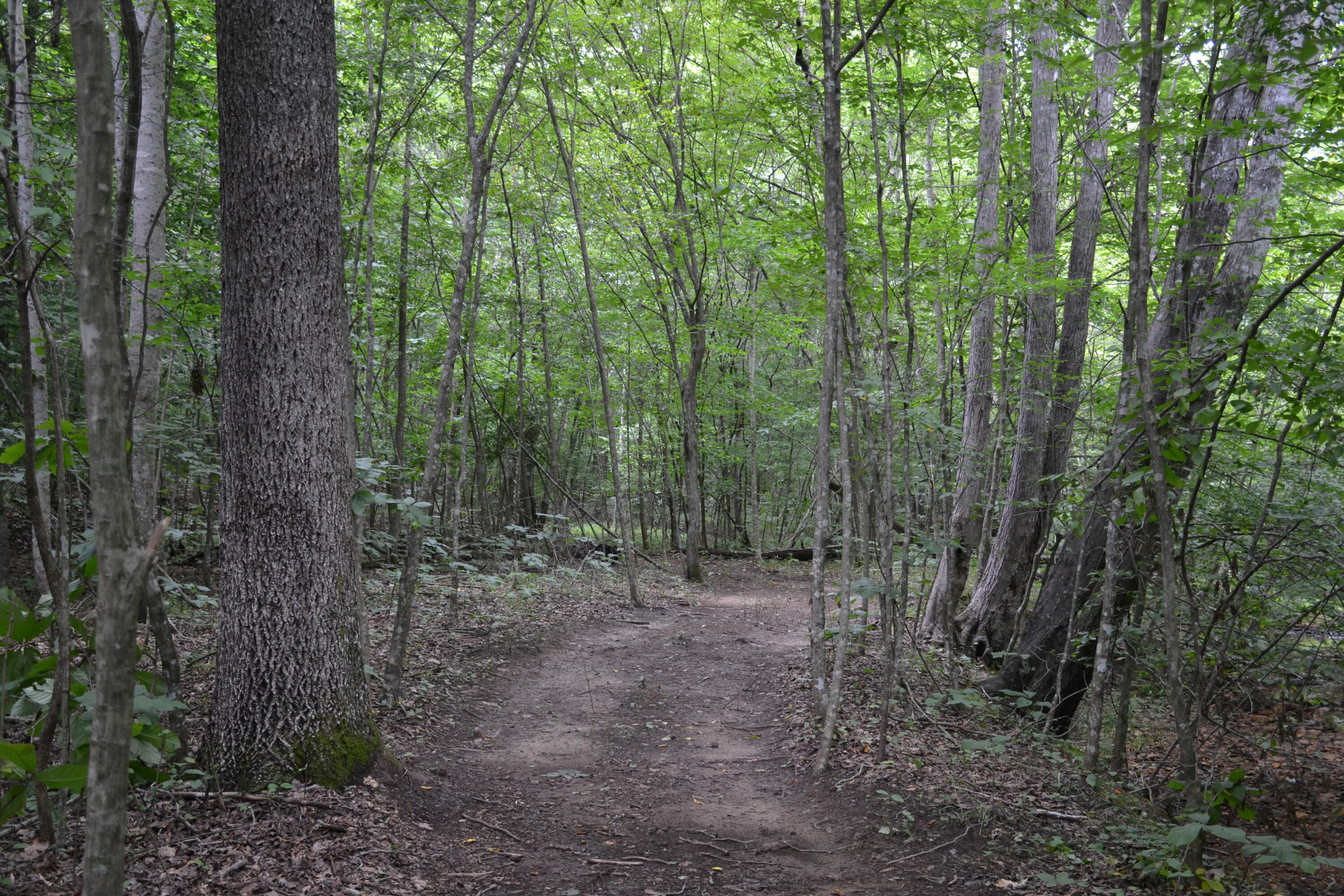 469 Tall Tree Road Wirtz, VA 24184 - Photo 44 of 53 DSC_0022