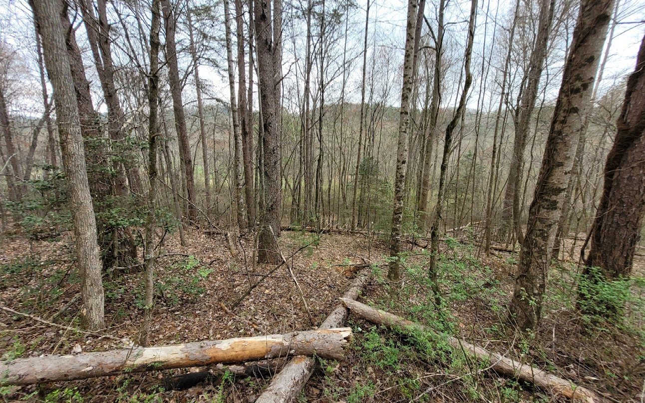 0 Cutcane Road Mineral Bluff, GA 30559 - Photo 2 of 4 Additional View
