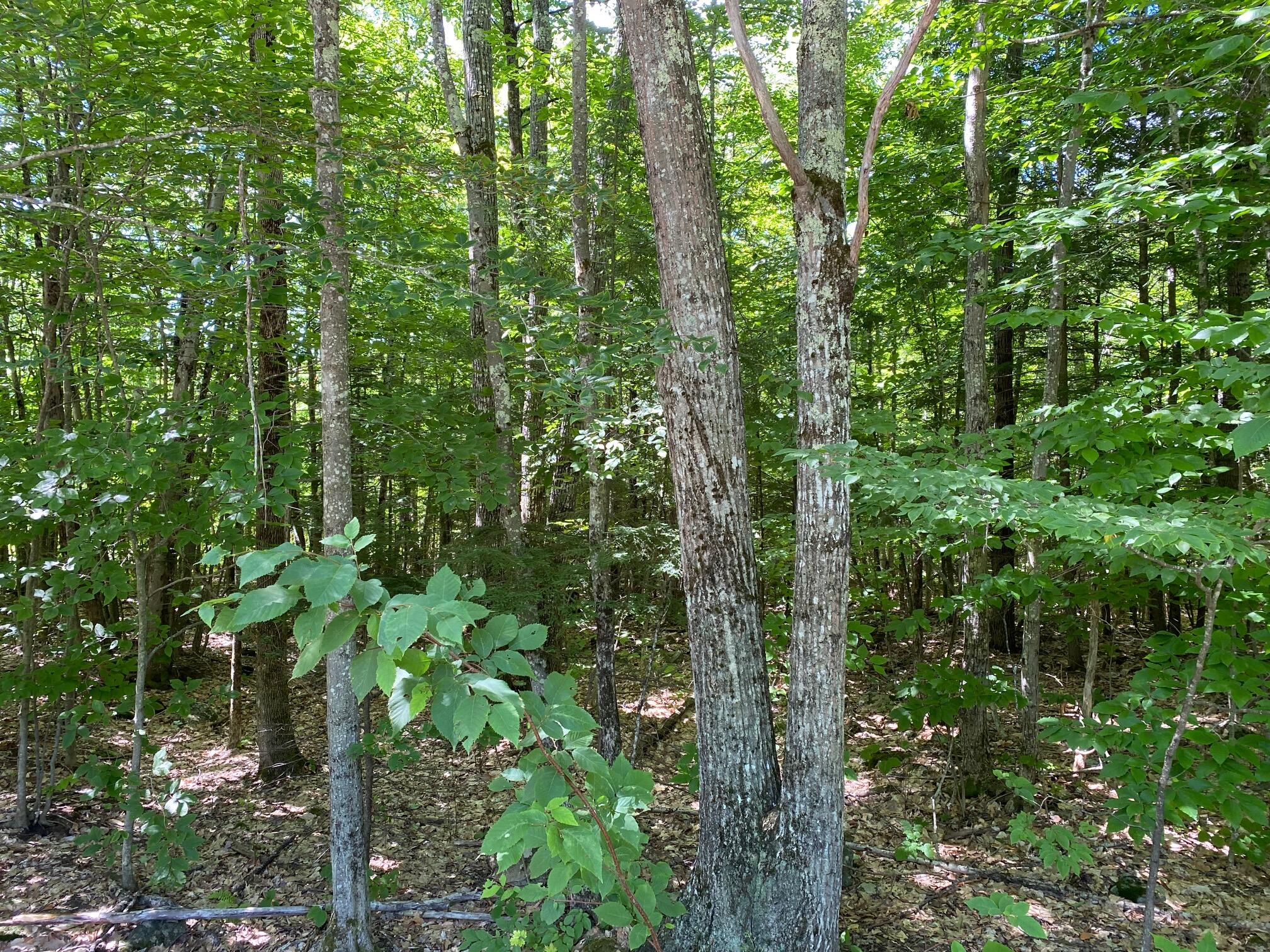18-acres Tripptown Road Hiram, ME 04041 - Photo 2 of 11 IMG_5930