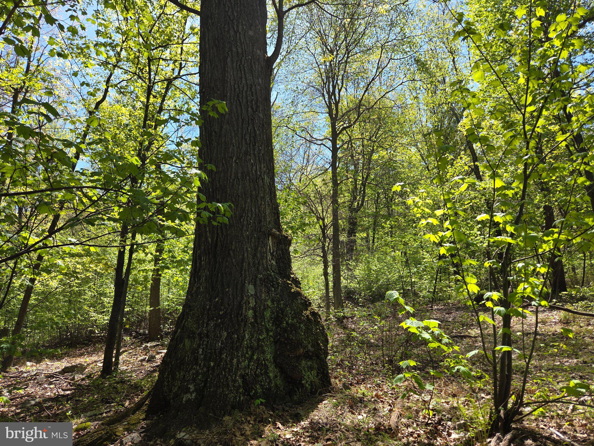 Sunlit serenity in lush woodlands.