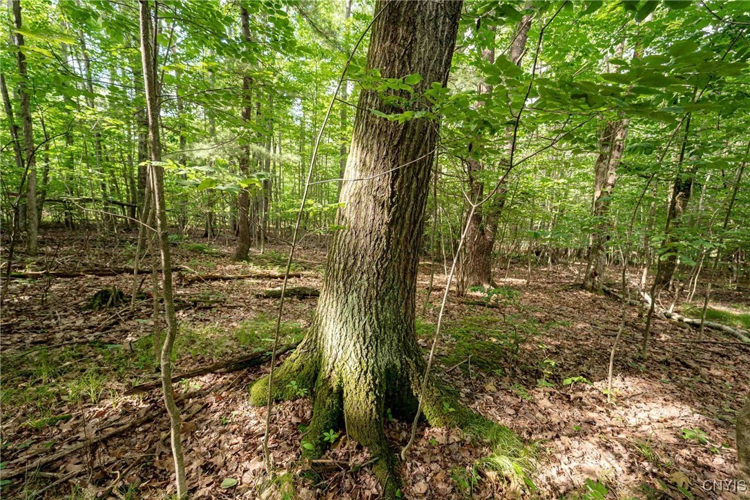 2 County Road Addison, NY 14801 - Photo 29 of 39