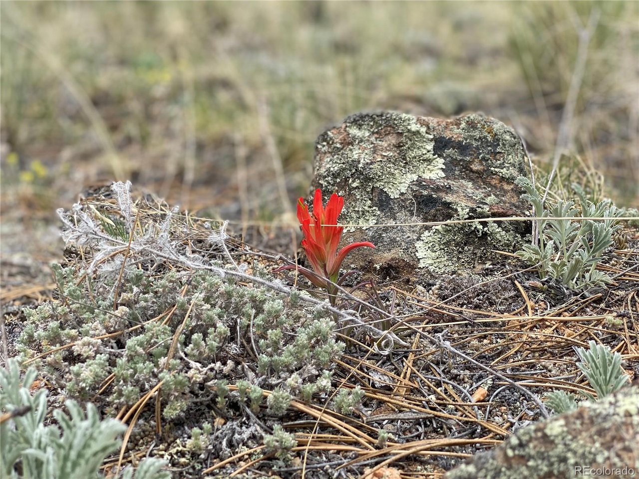 0 Al Gulch Road Jefferson, CO 80456 - Photo 11 of 16 Lovely wildflowers such as this Indian Paintbrush