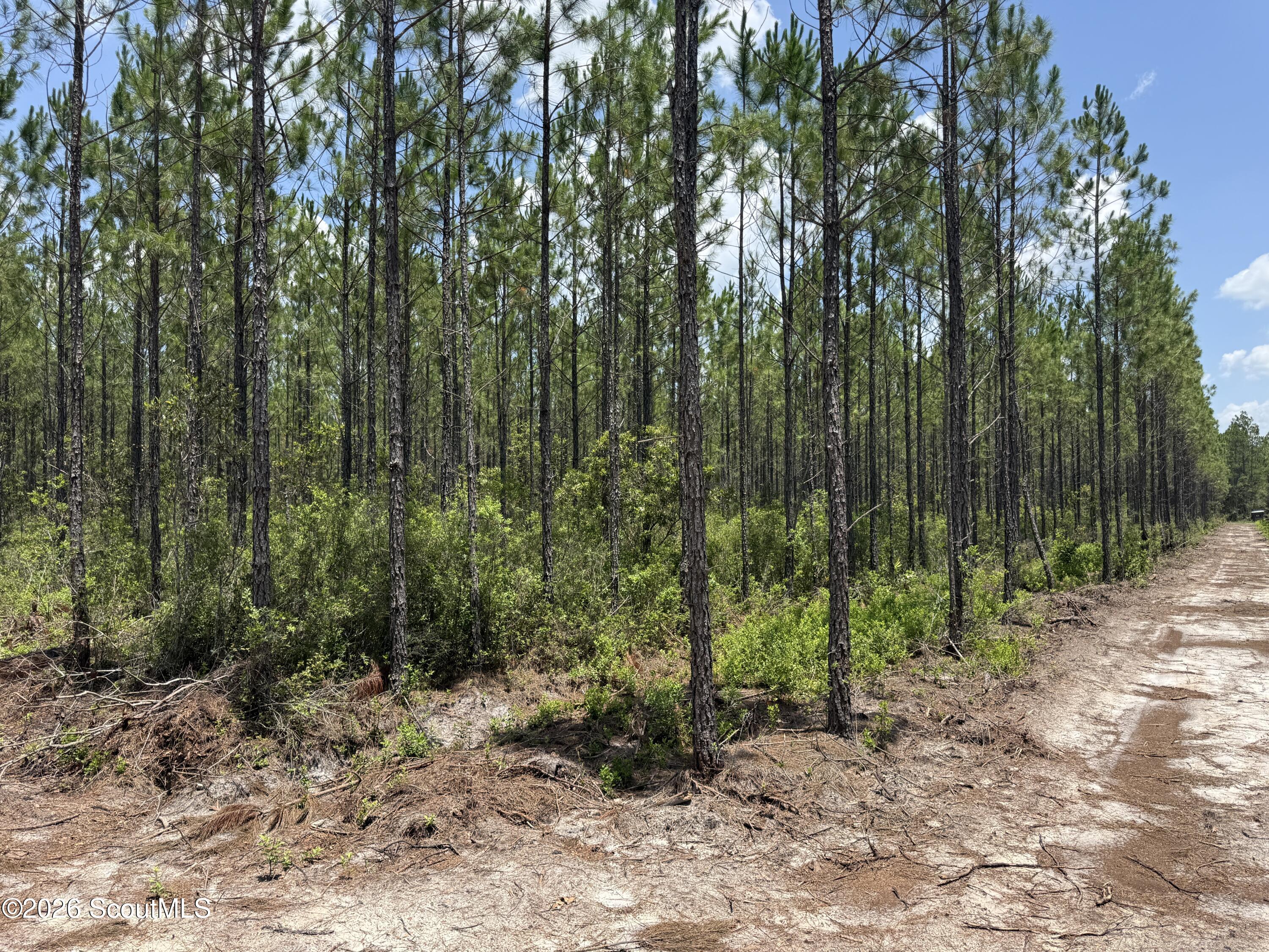 Lot 6 Corbitt Road, Unit LOT 6 Manor, GA 31550 - Photo 12 of 15 IMG_8025