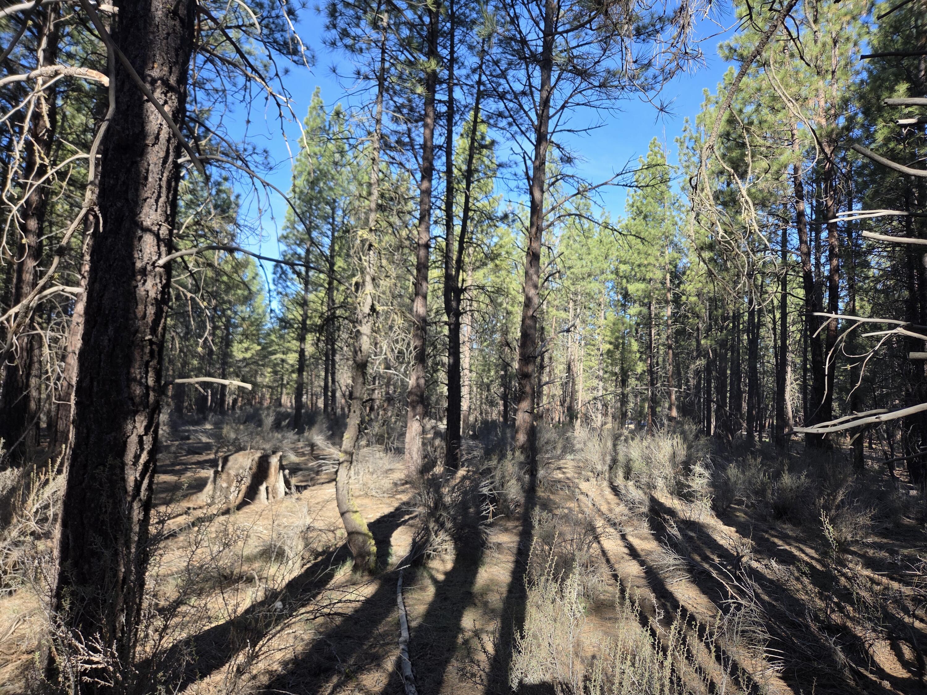 0 Grey Wolf Lane, Unit LOT 7 Chiloquin, OR 97624 - Photo 3 of 6 Lot