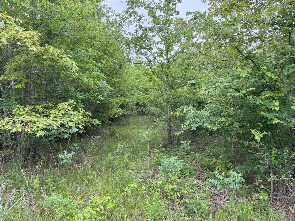 Lot 25 Rains County Road 2610 Alba, TX 75410 - Photo 13 of 14 a view of a garden