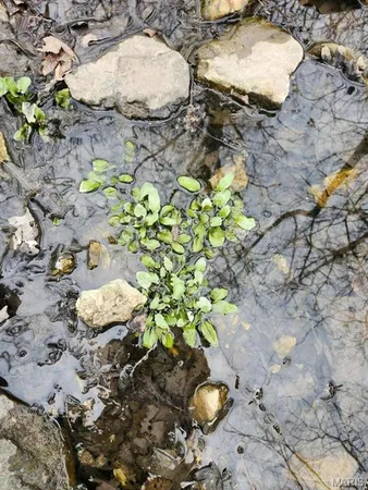 $885,000 | 0 M- North Highway, Hartville, MO 65667