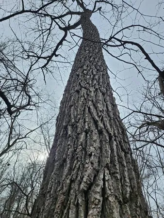 $885,000 | 0 M- North Highway, Hartville, MO 65667