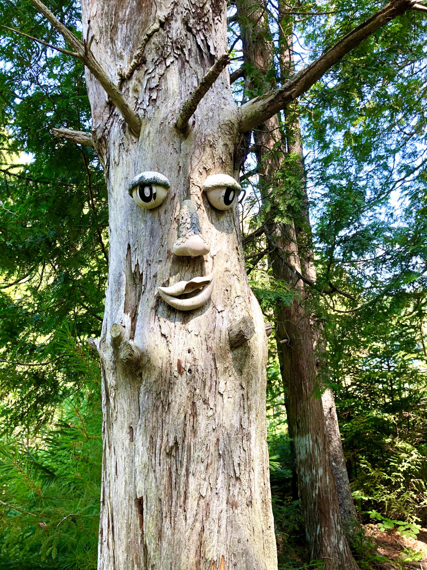 58 Daddy Johnny Road Tremont, ME 04674 - Photo 47 of 52 Tree with face