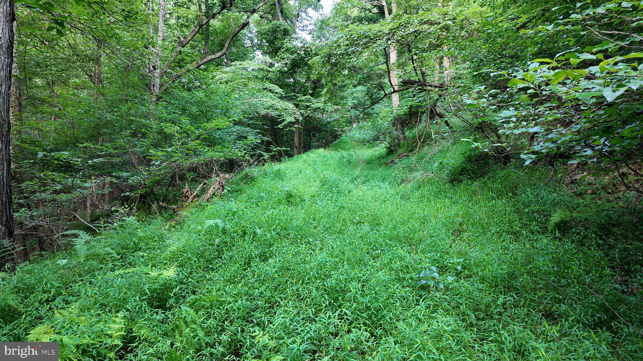 Lot 203 Graces Cabin Road Romney, WV 26757 - Photo 19 of 35 Gallery Image 19