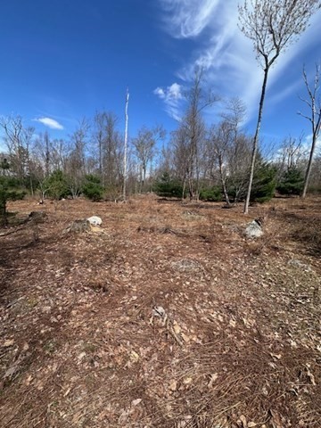 235 Yew Street Douglas, MA 01516 - Photo 9 of 11 a view of dirt yard with large trees