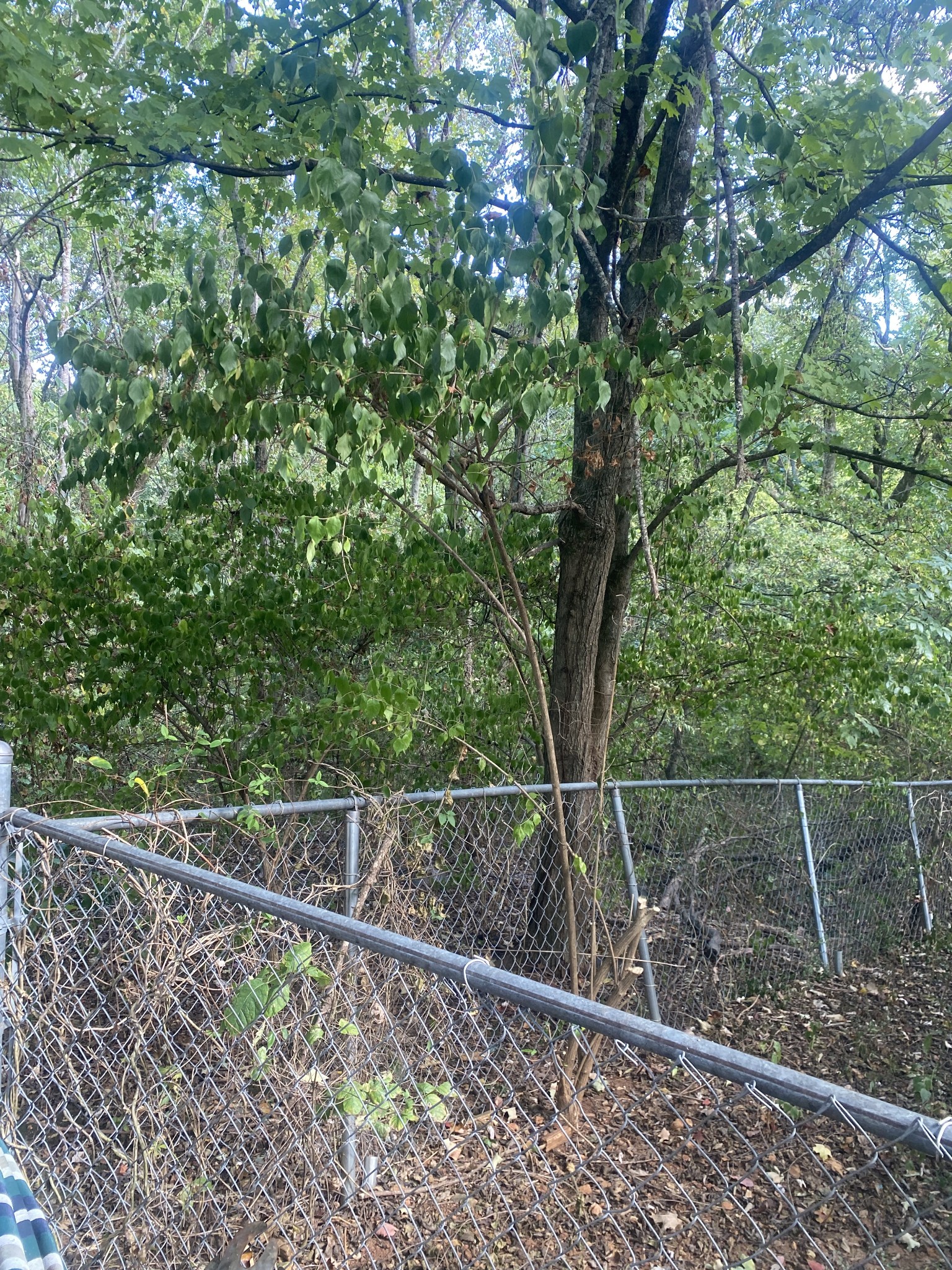 175 Crawford Hill Road Goodlettsville, TN 37072 - Photo 13 of 25