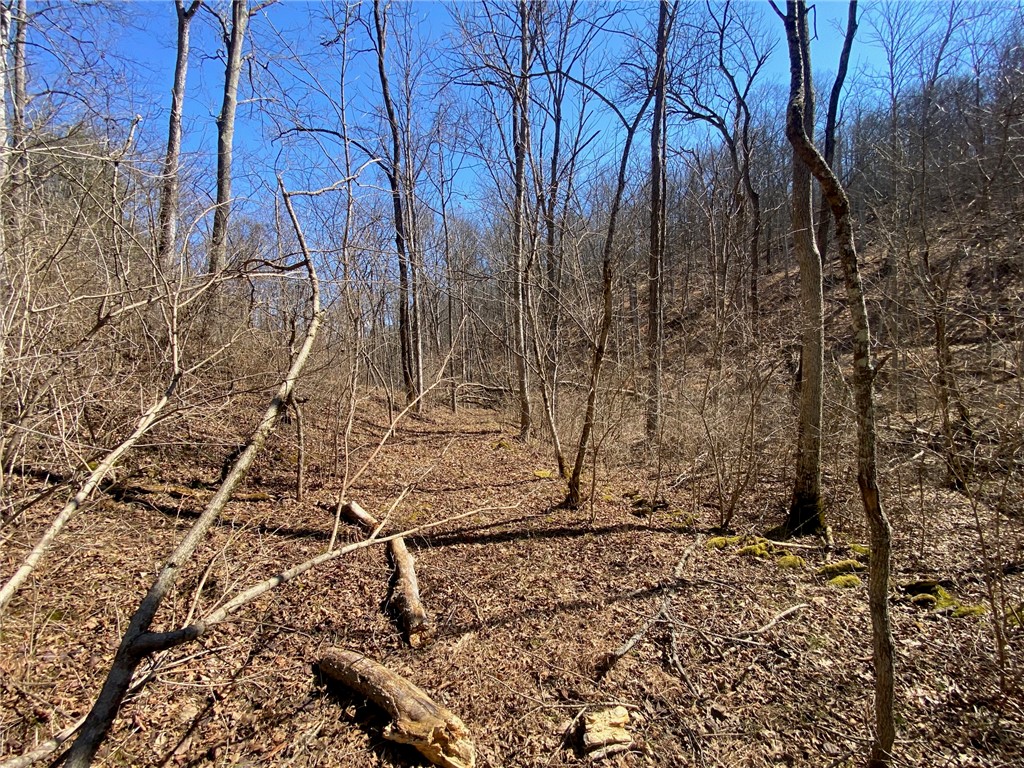 43 Old State Road Manchester, OH 45144 - Photo 7 of 11 This scenic wooded property offers a serene natural escape, perfect for outdoor enthusiasts.