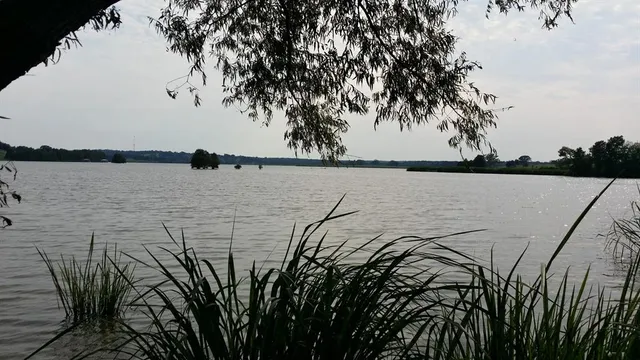 a forest view with lots of trees
