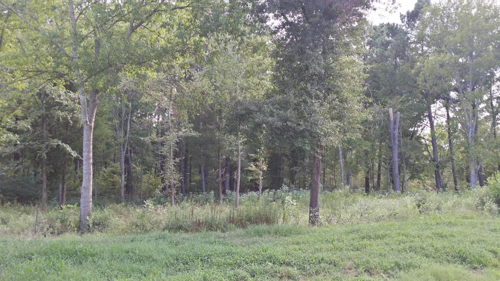 336 Grand View Drive Athens, TX 75752 - Photo 5 of 14 a forest view with lots of trees