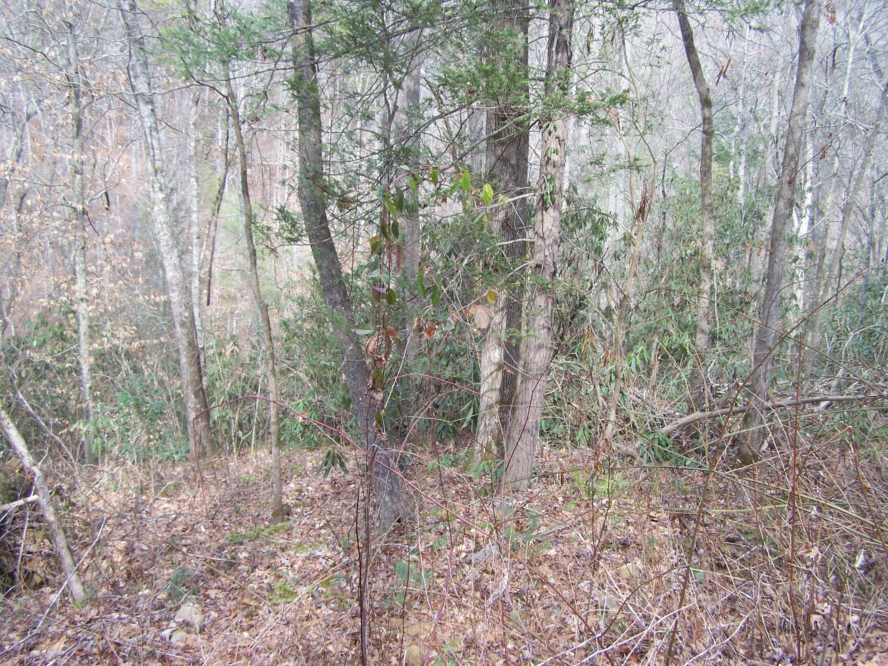 129 Springside Way Townsend, TN 37882 - Photo 12 of 16 Lt. 110