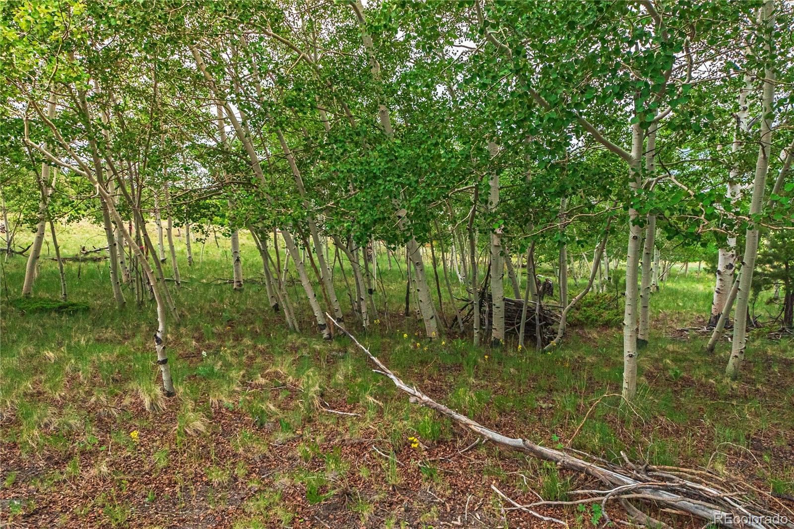 3953 Ranch Road Hartsel, CO 80449 - Photo 35 of 48 Gallery Image 35