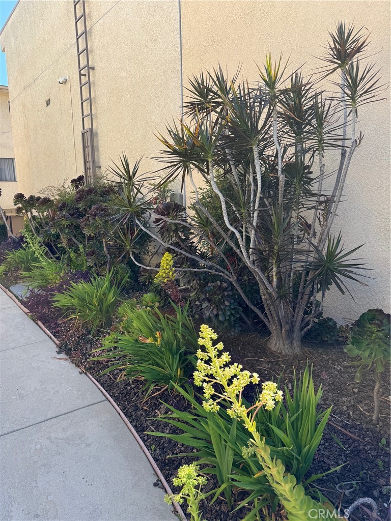 18419 Collins Street, Unit E Tarzana, CA 91356 - Photo 33 of 40 a plant that is sitting in the garden
