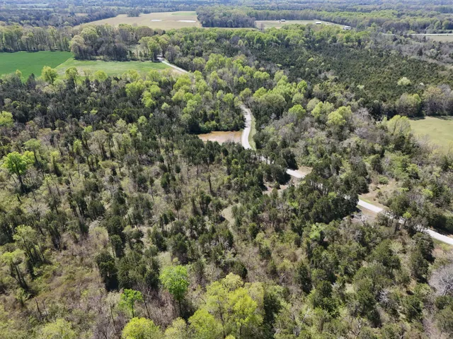 a view of a forest with a street