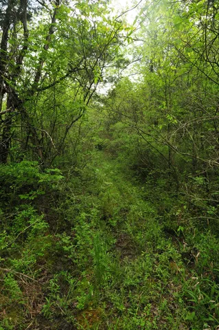 a view of a lush green forest