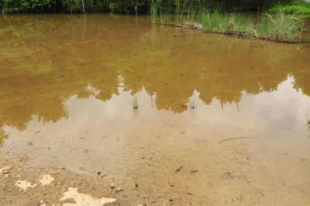 a view of a lake with a beach