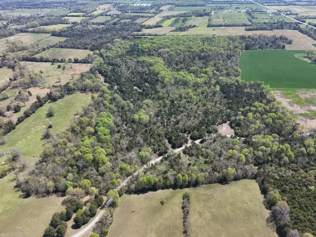 a view of a yard with plants and large trees