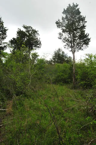 a view of a lush green forest with lots of trees