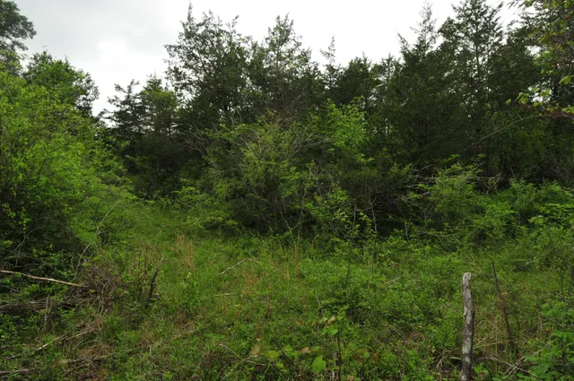 a view of a lush green forest