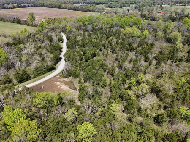 a view of a dry yard with large trees