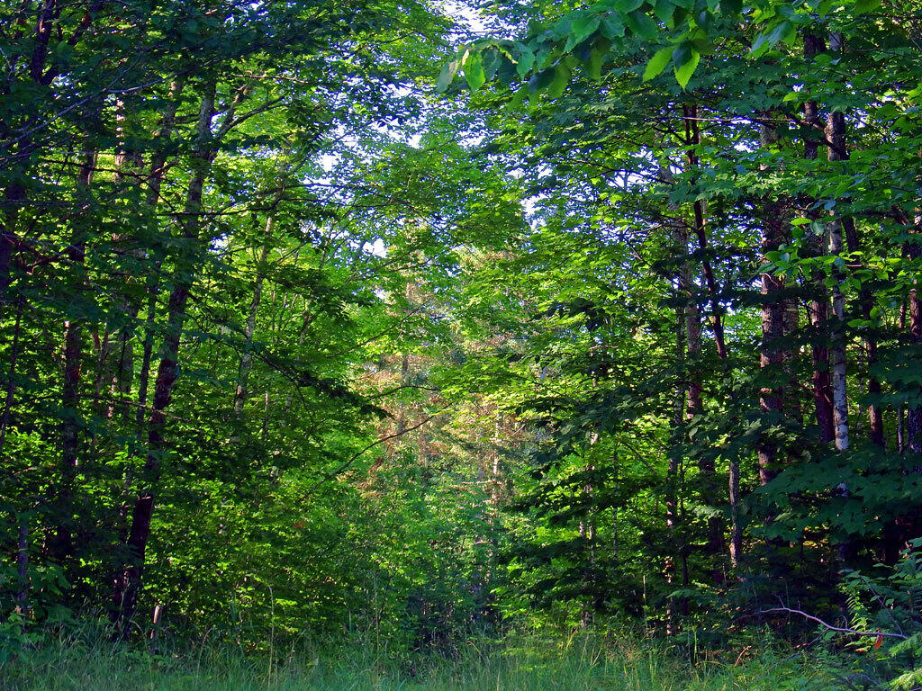 Lot 1 Us Route 212 Road Merrill, ME 04780 - Photo 12 of 14 dunn-merrill-off-rt-212