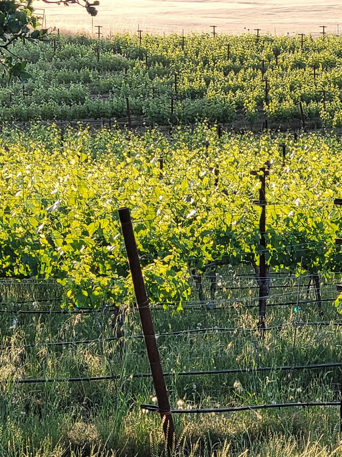 12550 Hogan Dam Road Farmington, CA 95230 - Photo 45 of 75