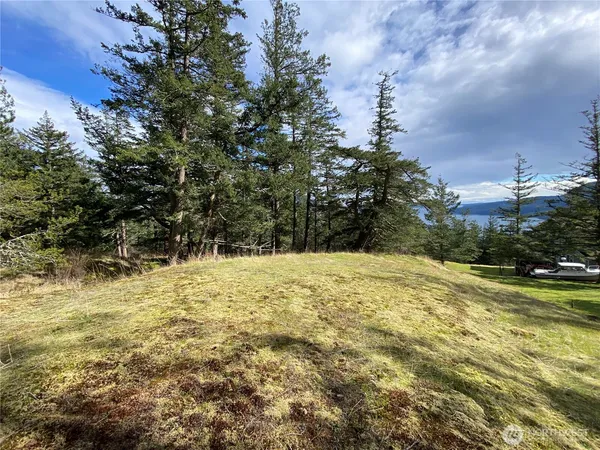 a view of a yard with trees