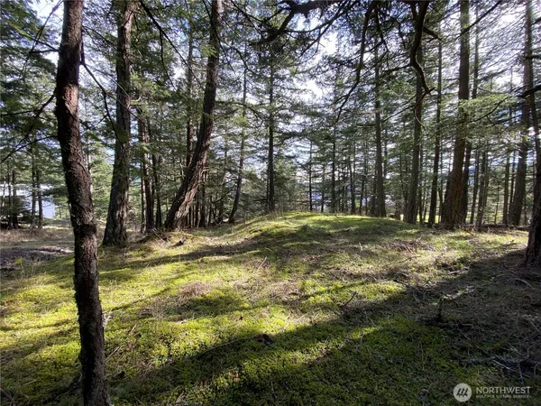 a view of forest