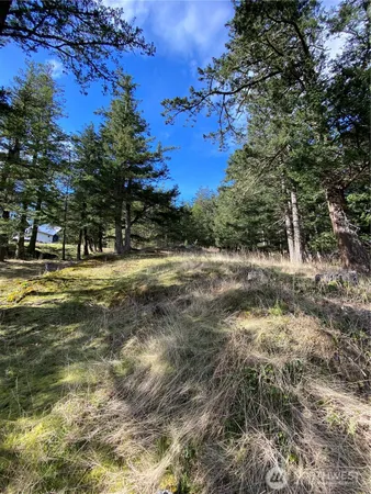a view of a yard with trees