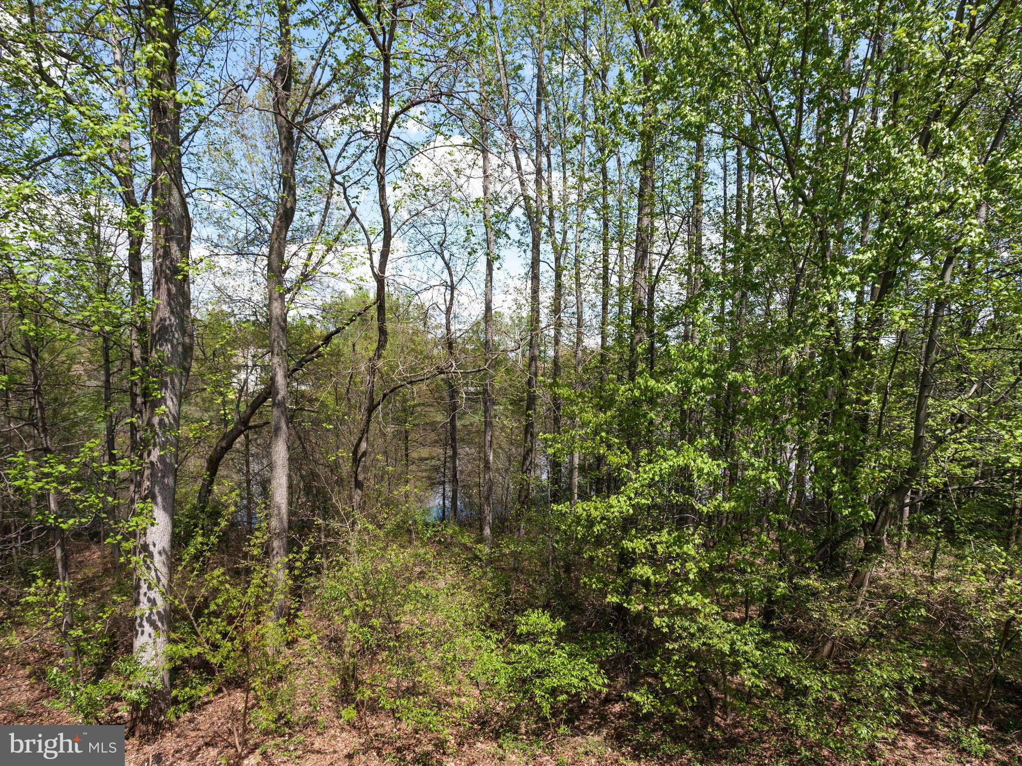 1215 Weatherstone Court Reston, VA 20194 - Photo 30 of 30 a view of forest
