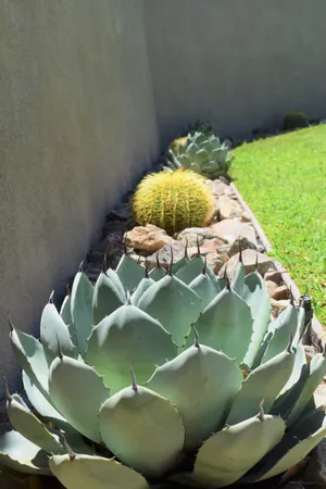 a close up of a plant in a garden