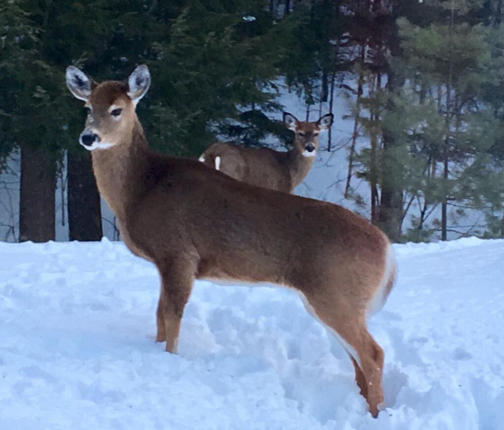 42 Dixfield Road Weld, ME 04285 - Photo 74 of 89 Outside in Winter