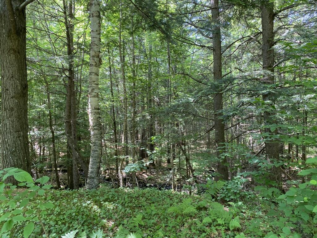 42 Dixfield Road Weld, ME 04285 - Photo 79 of 89 Outside the Woods we Live In