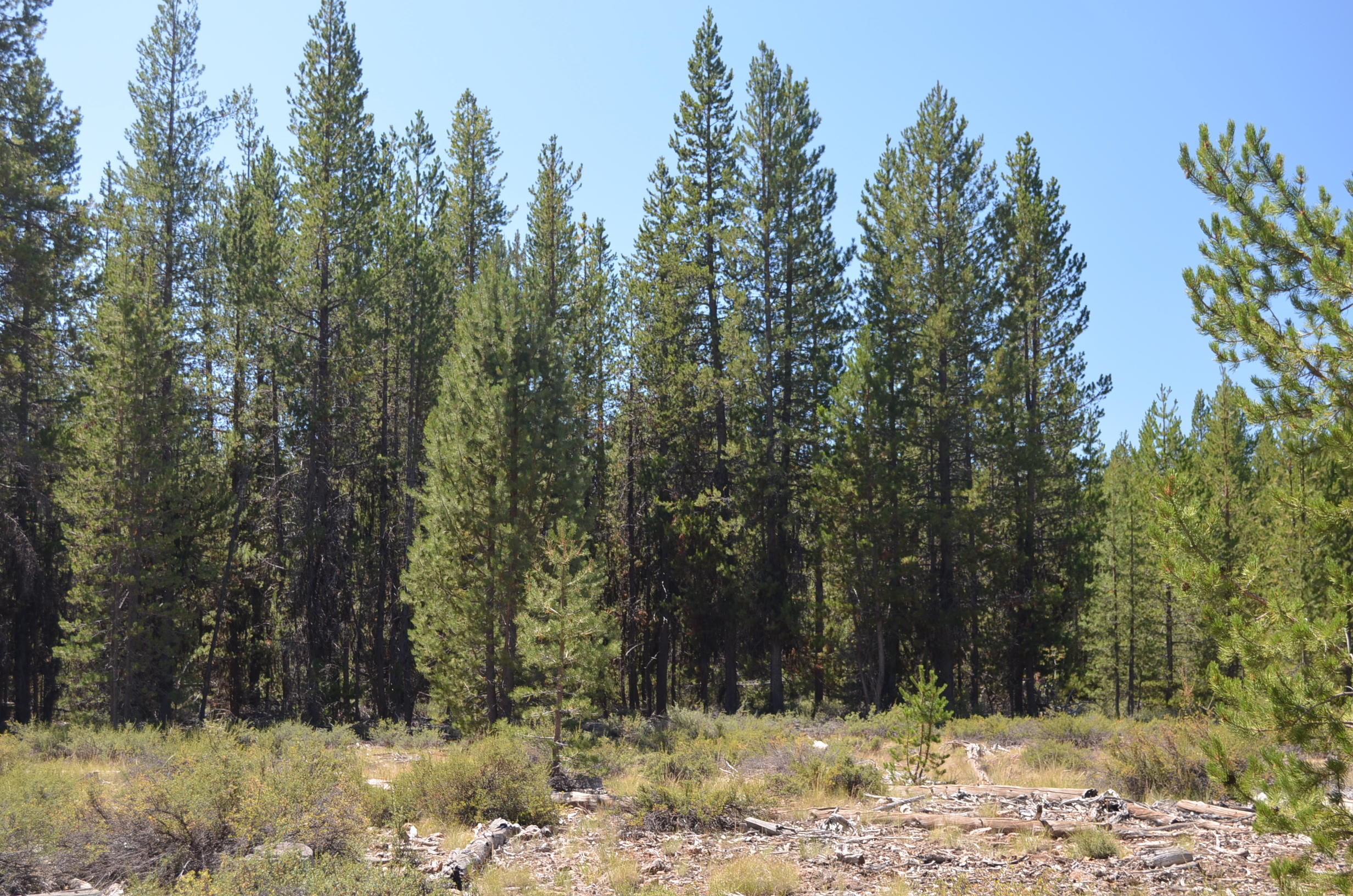 3000 Bear Flat Road Chemult, OR 97731 - Photo 1 of 1 vacant land