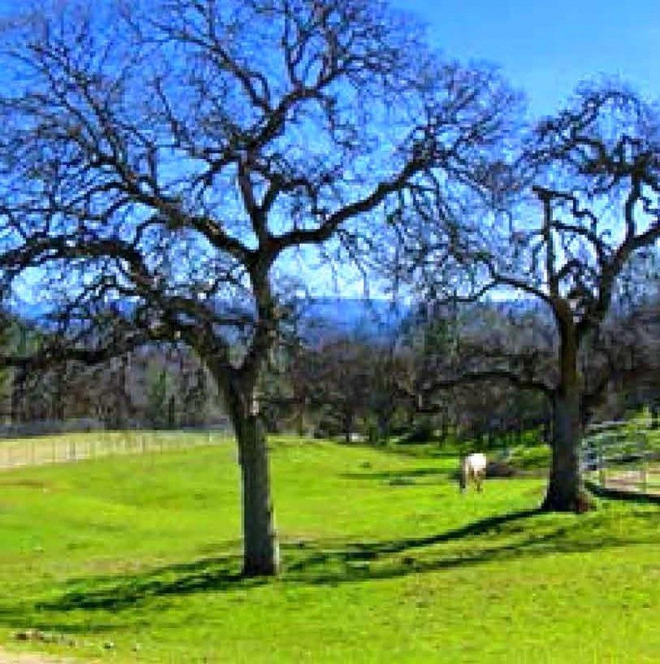 0 Flying O Ranch Road Coarsegold, CA 93614 - Photo 22 of 23 This picture is not located within the 41.44 acres for sale but is available for use by all owners that live in the Flying-O Ranch subdivision