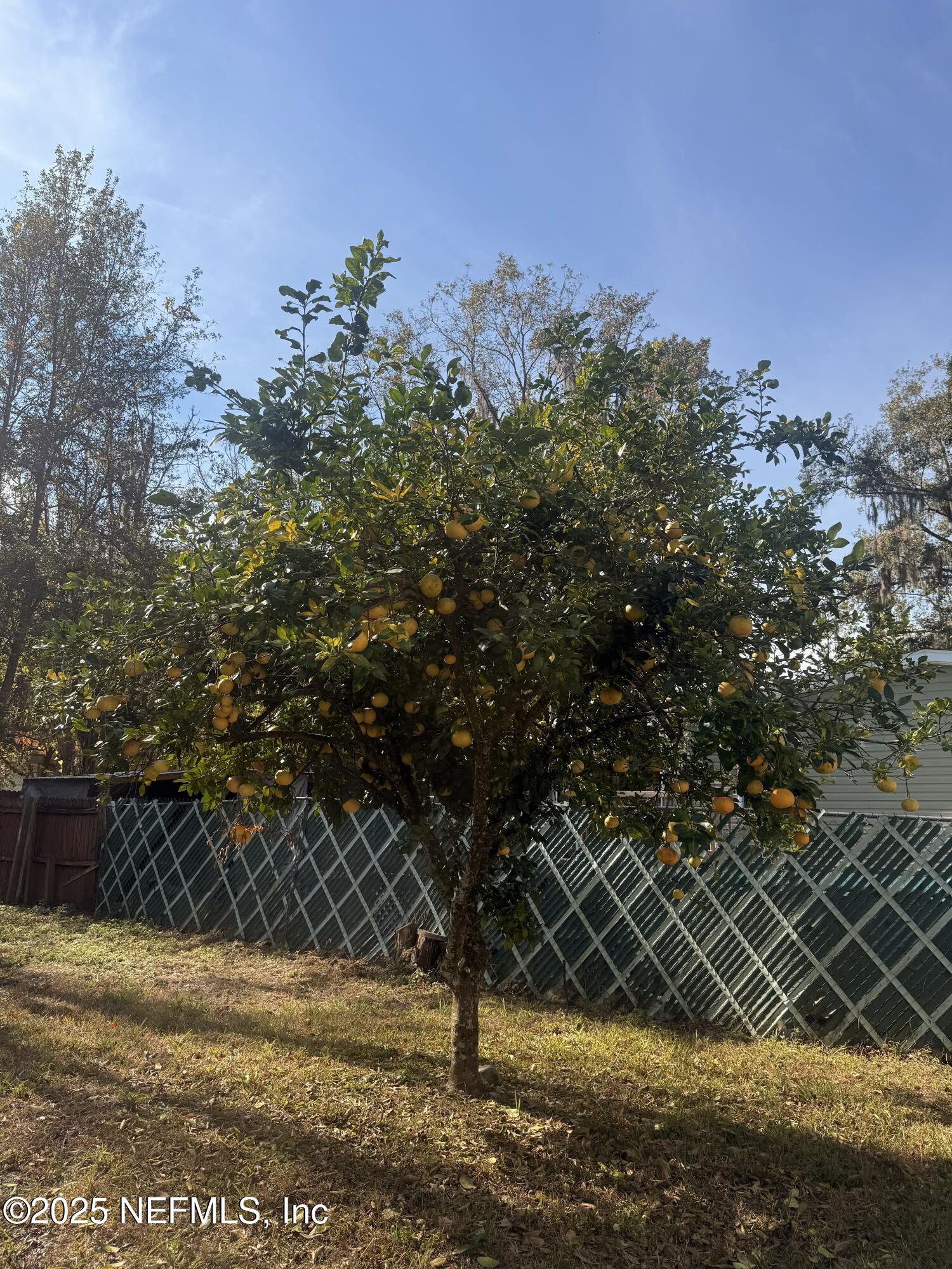10728 Old Kings Road Jacksonville, FL 32219 - Photo 23 of 27 a view of a yard and trees