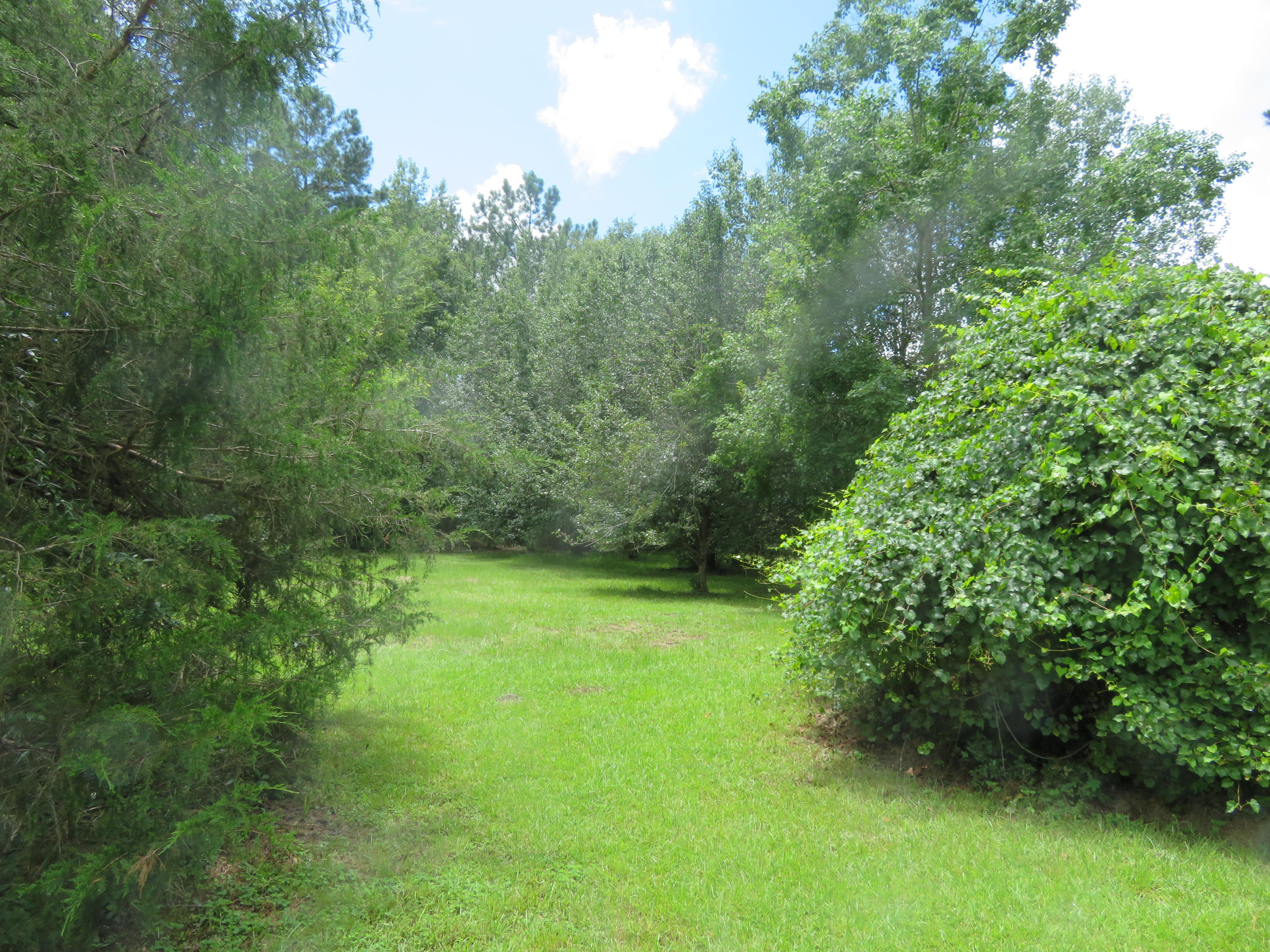 389 Red Oak Road Cottageville, SC 29435 - Photo 22 of 32 IMG_0423