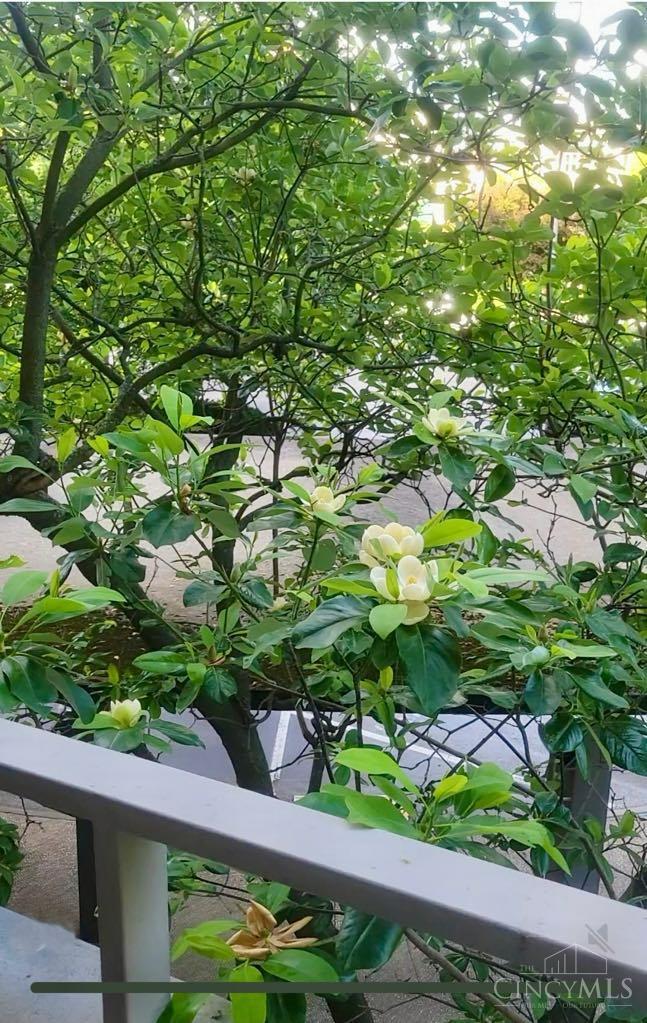 2324 Madison Road, Unit 204 Cincinnati, OH 45208 - Photo 18 of 34 Tree canopy gives you a feel of communing with nature and adds privacy to your balcony area. The magnolia blossoms offer a pleasant fragrance.