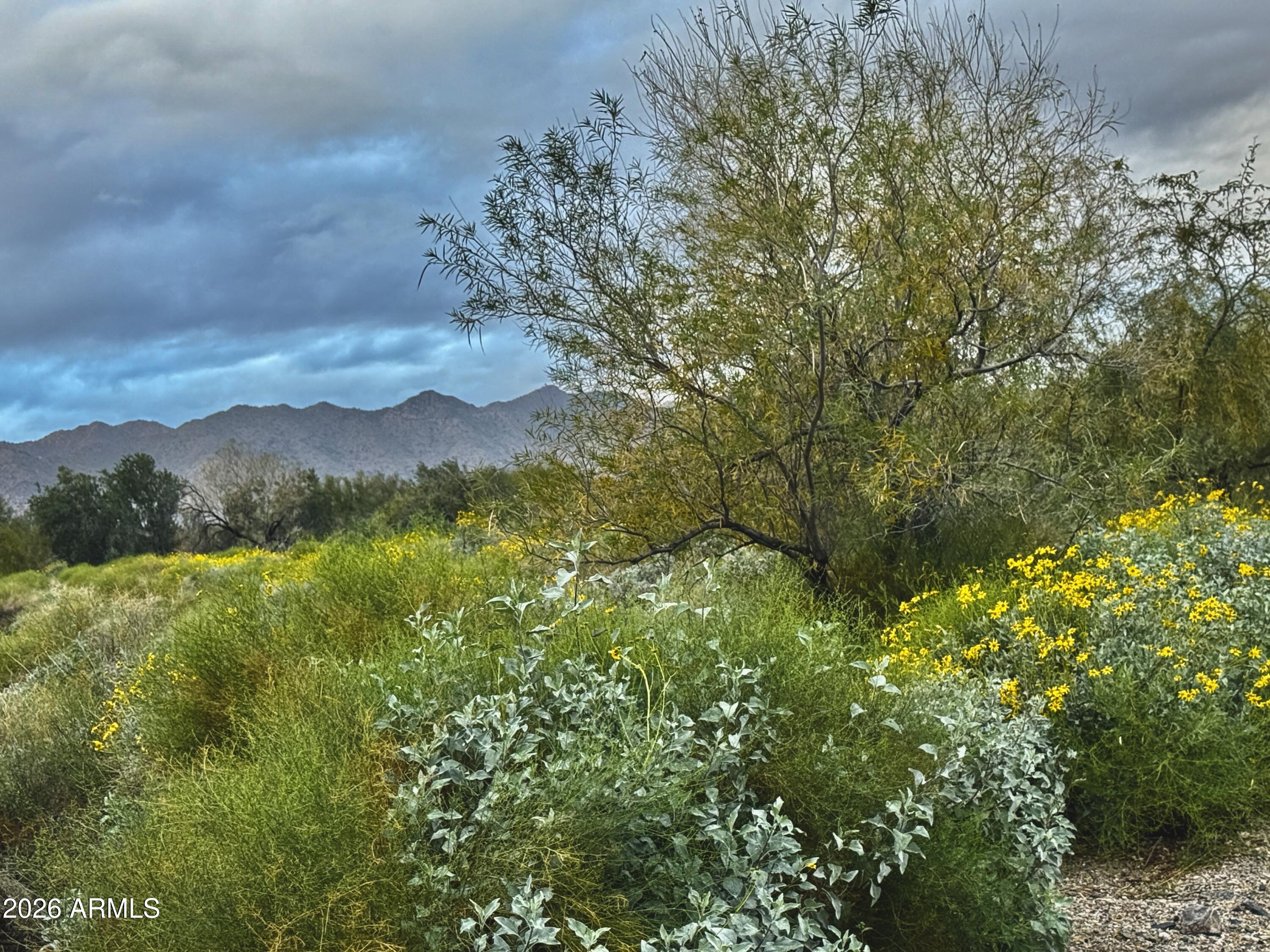 3467 North Hooper Street Buckeye, AZ 85396 - Photo 67 of 96 Wild flowers