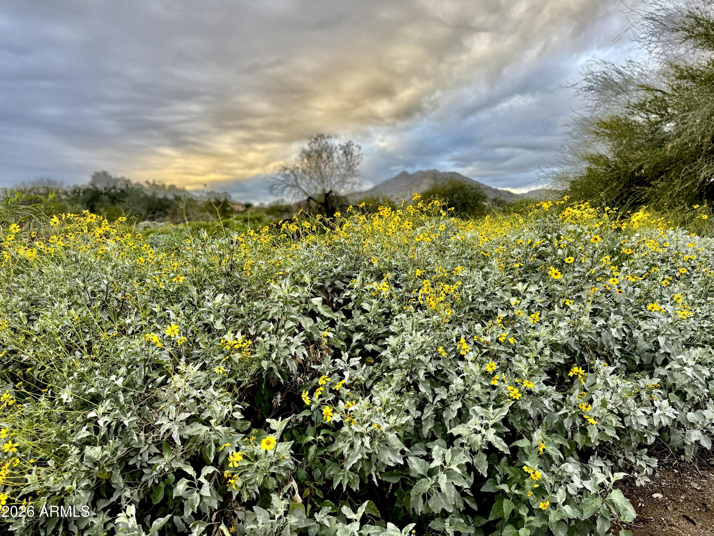 3467 North Hooper Street Buckeye, AZ 85396 - Photo 68 of 96 Wild flowers