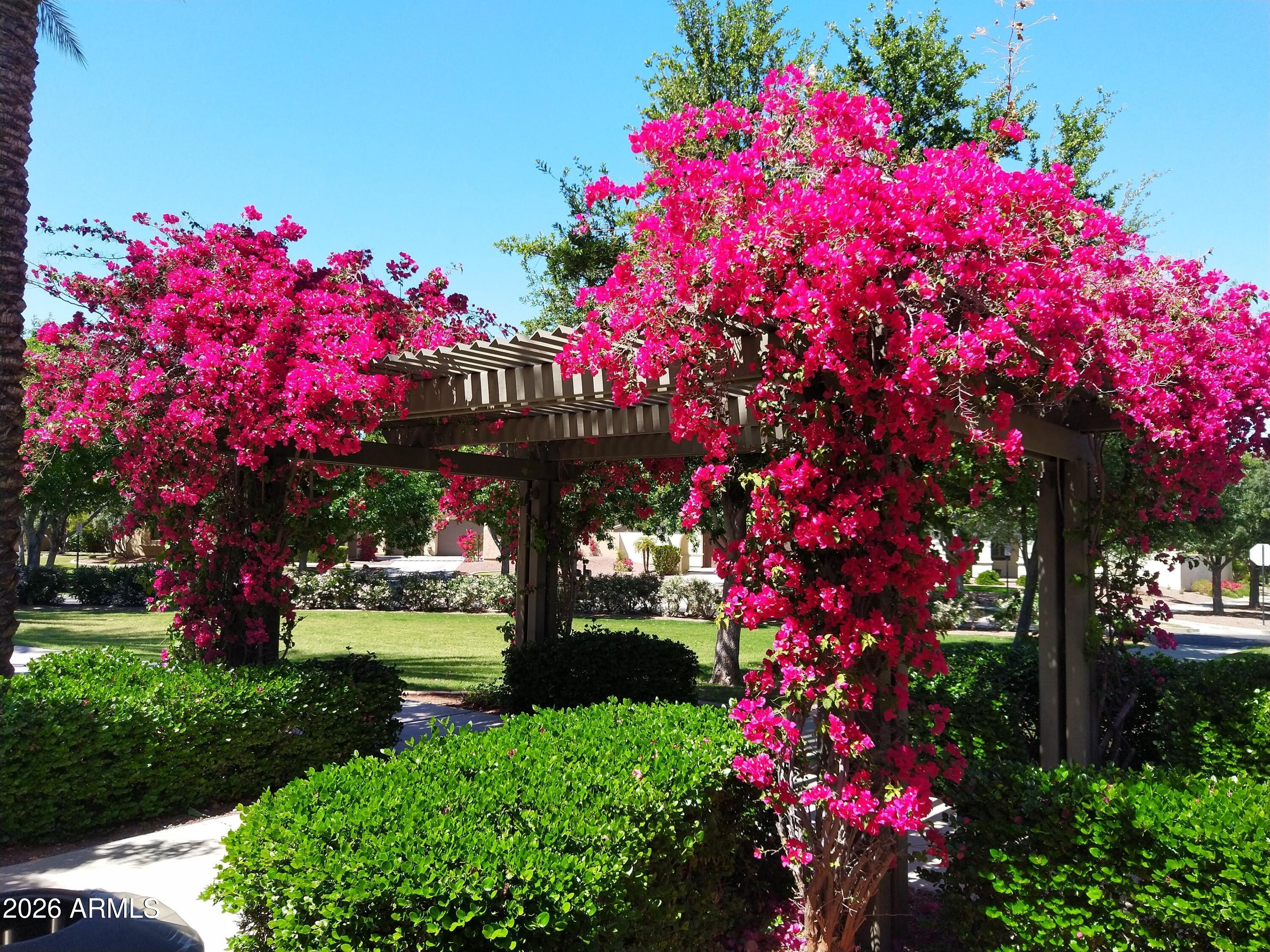 3467 North Hooper Street Buckeye, AZ 85396 - Photo 78 of 96 Flowers in Verrado