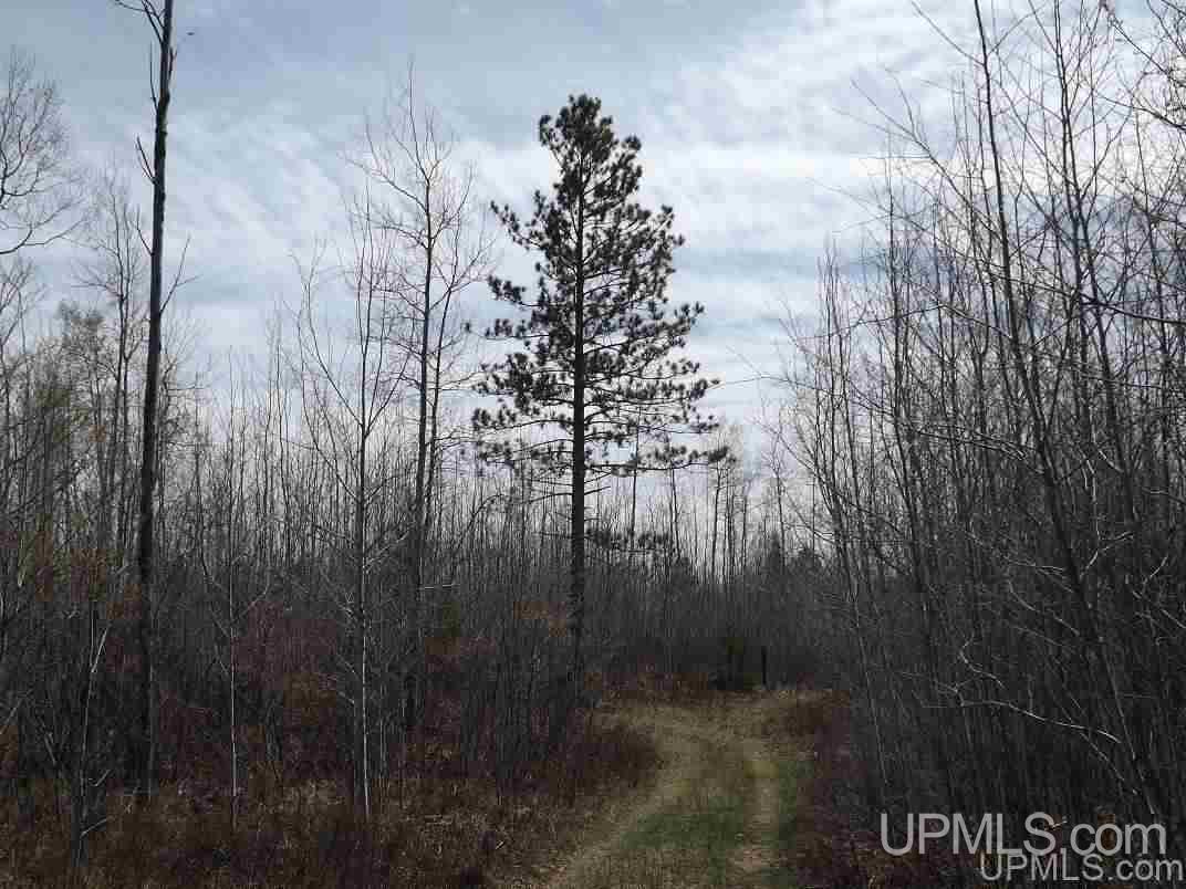 Tbd Baraga Plains Road Baraga, MI 49908 - Photo 10 of 18 Gallery Image 10