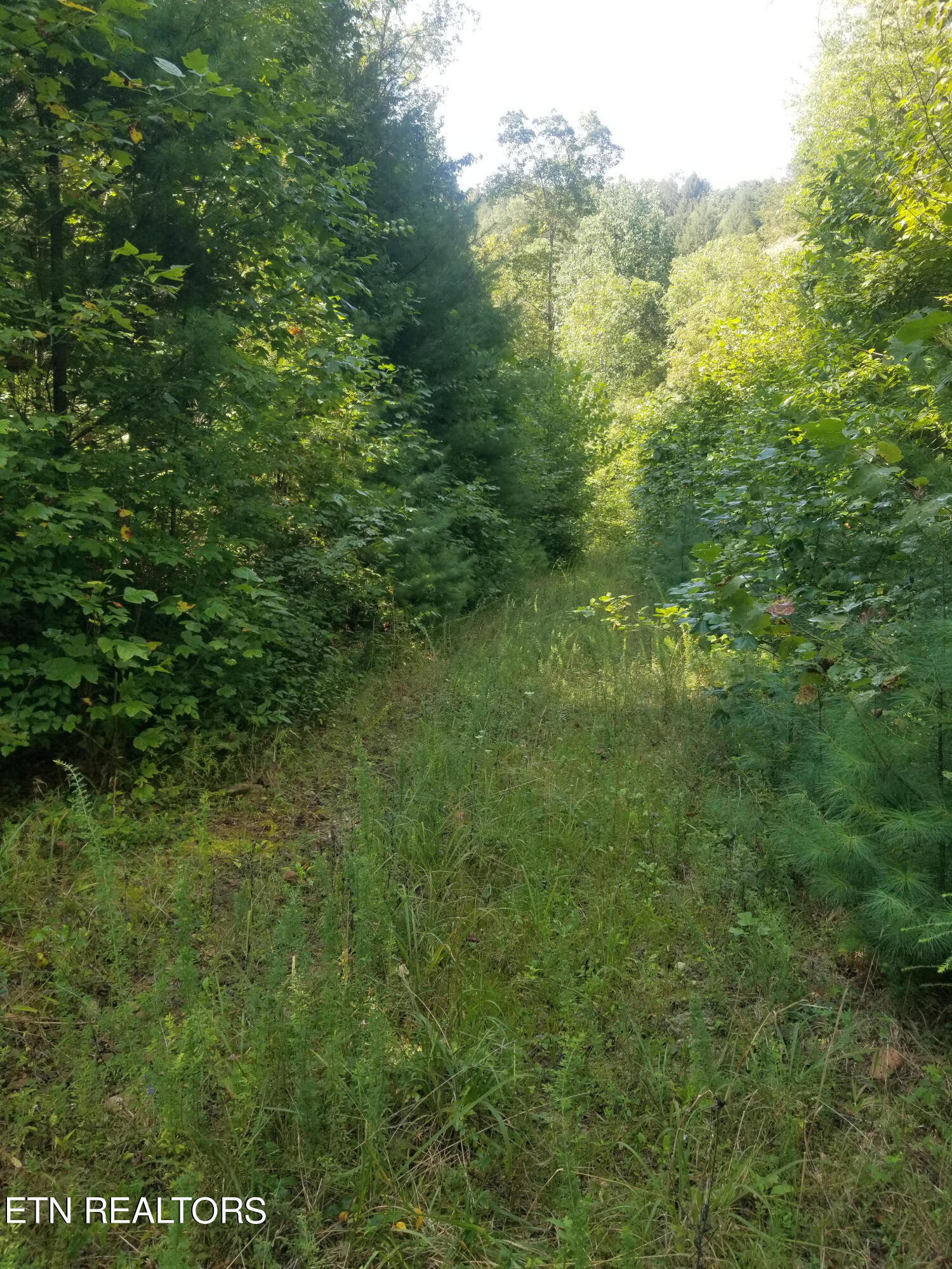 0 Reid Watson Road Deer Lodge, TN 37726 - Photo 1 of 5 3