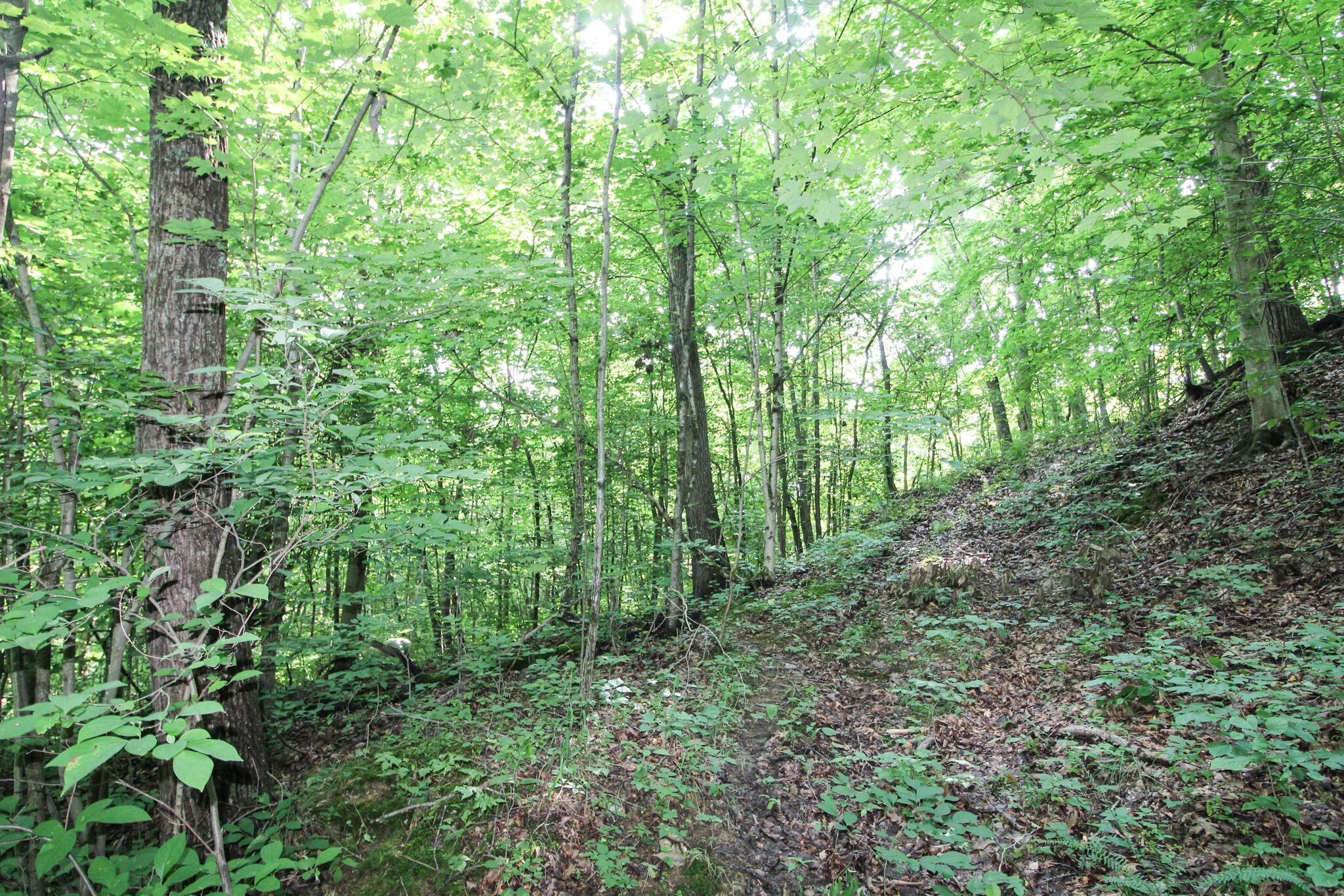 0 Dietrick Hill Road Philo, OH 43771 - Photo 11 of 25 IMG_4897