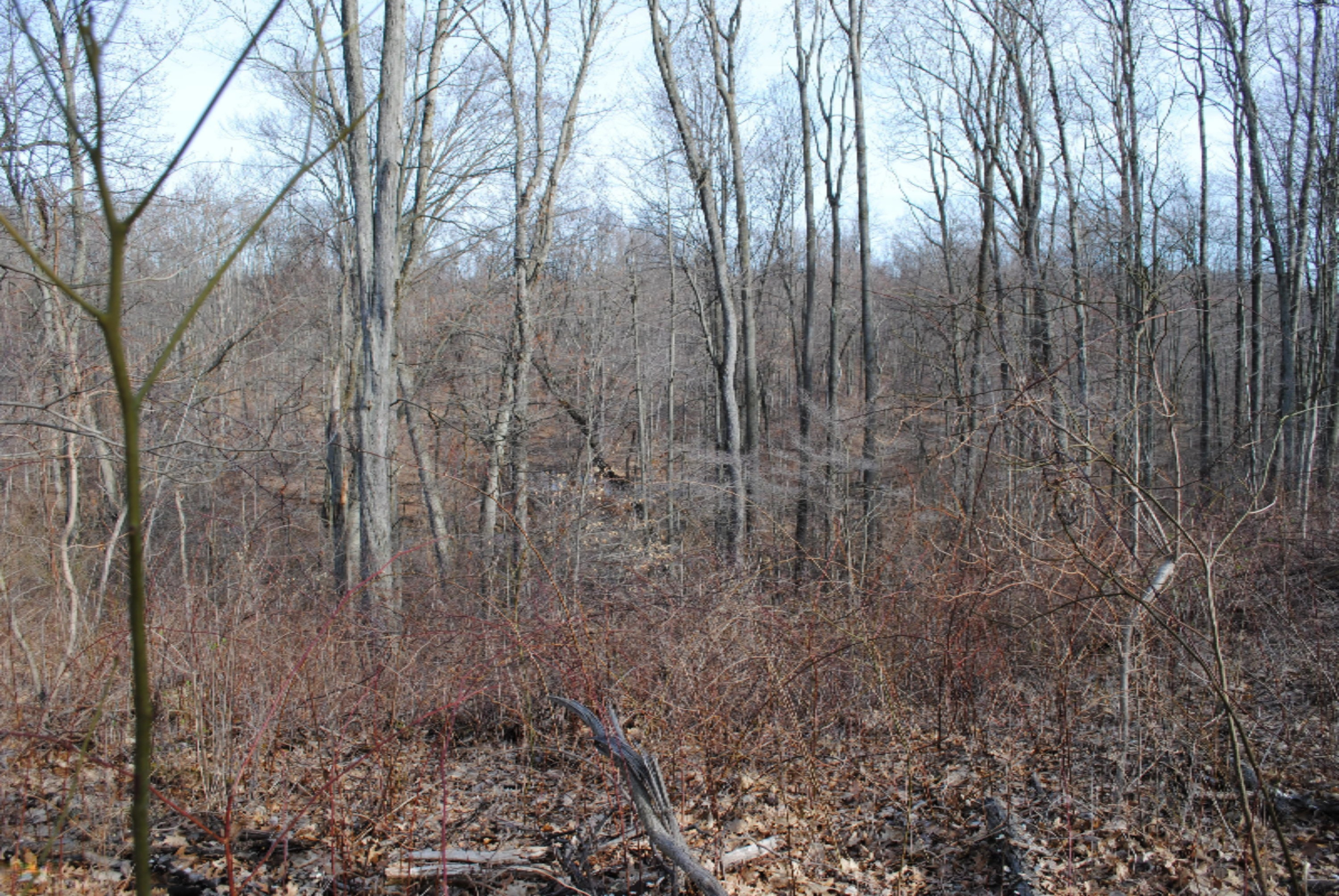 4101 Buehler Road Hastings, MI 49058 - Photo 16 of 23 2017-04-02 10.22.24