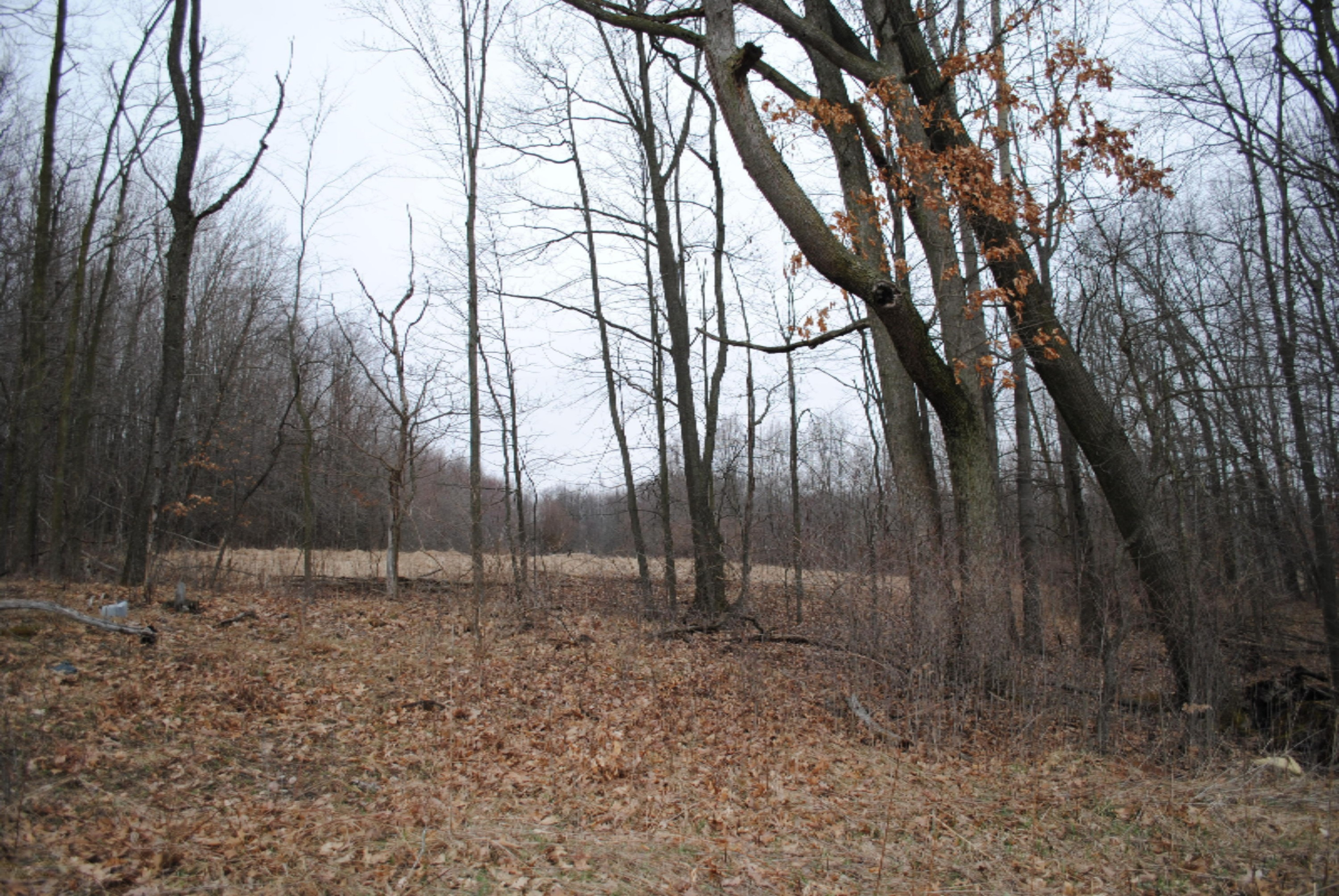 4101 Buehler Road Hastings, MI 49058 - Photo 18 of 23 2017-03-27 17.55.18